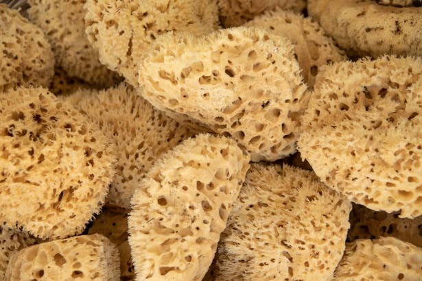 Natural Sea Sponge