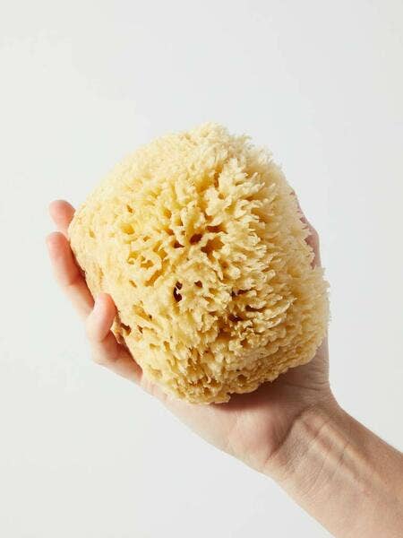 Natural Sea Sponge